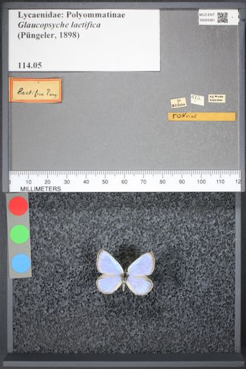 Media type: image;   Entomology 53381